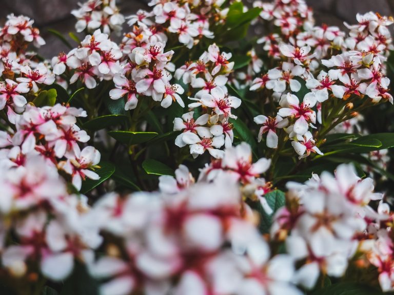 12 Scenic And Unusual Flowers Only Grow In India￼