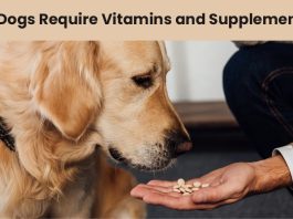 best dog multivitamin