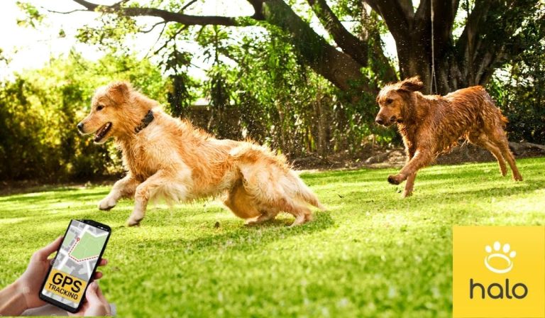 Halo Wireless Dog: How to Keep Your Puppy Safe and Connected while Outdoors