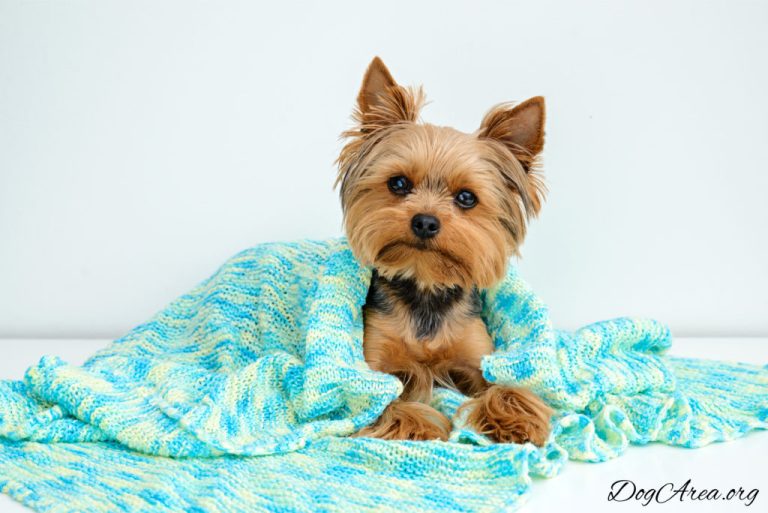 What is the most common cause of death in Yorkies?
