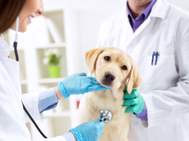 veterinary caring dog