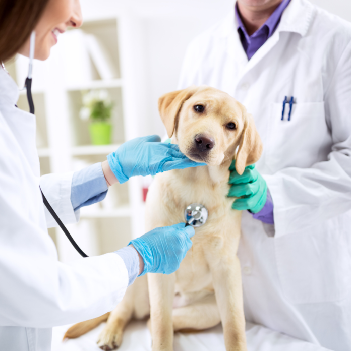 veterinary caring dog