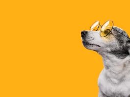 pet sitter Melbourne