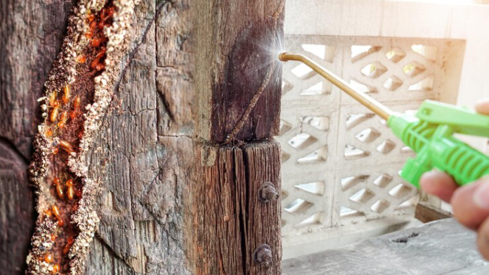 How to Get Rid of Termite: A Step-by-Step Guide