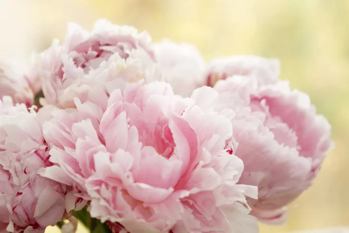 The Ultimate Guide to purchasing high quality Flowers