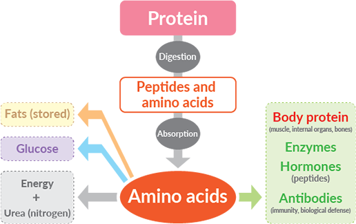 Proteins: the building block of living matter