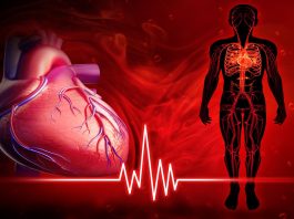 Human heart beat diagram