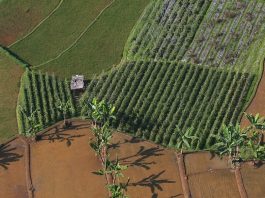 Hillandale Farms