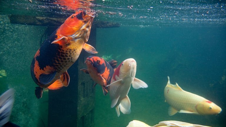 How much room do koi need in your home