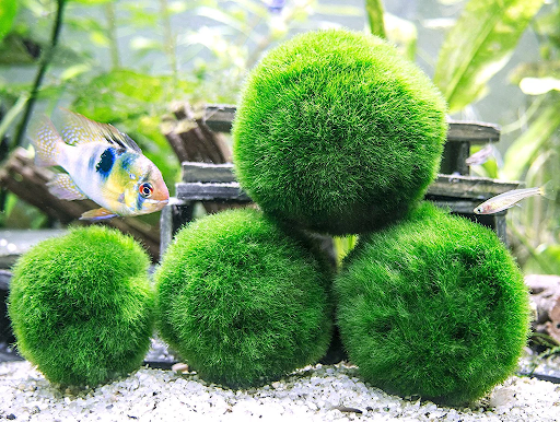 Marimo Moss Ball | Care And Maintenance | Explicit Guide
