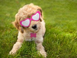 Mini Labradoodle Puppies for Sale