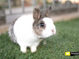 can rabbits see in color