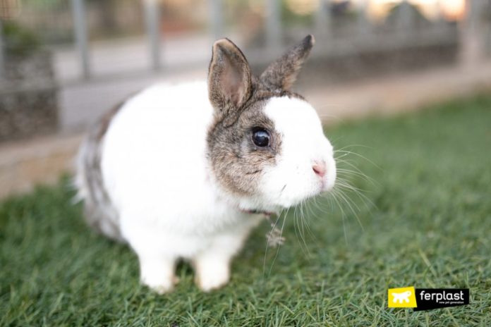 can rabbits see in color