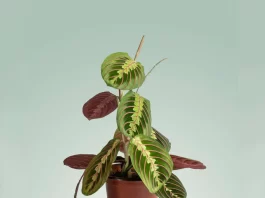 maranta leuconeura
