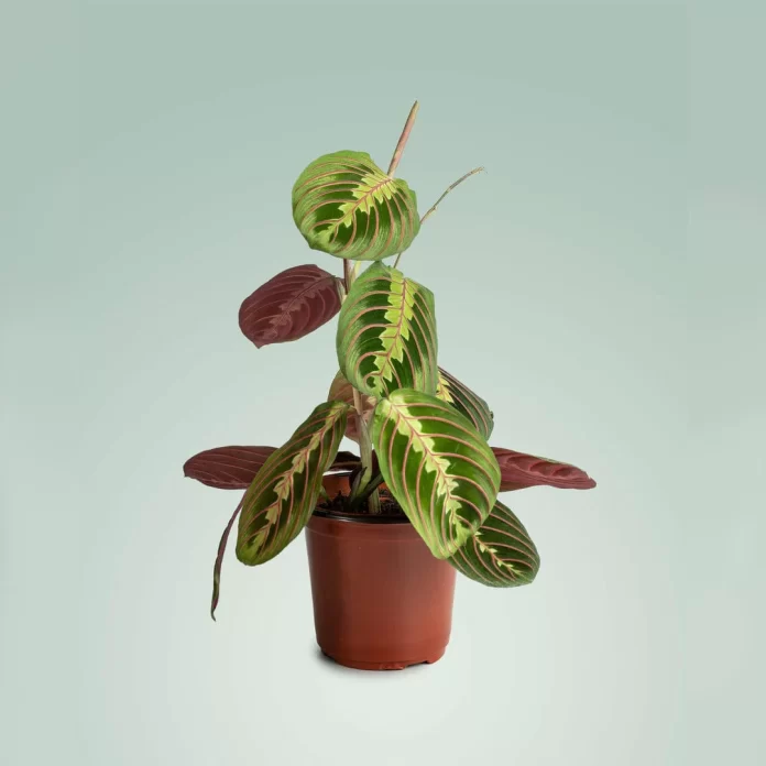 maranta leuconeura