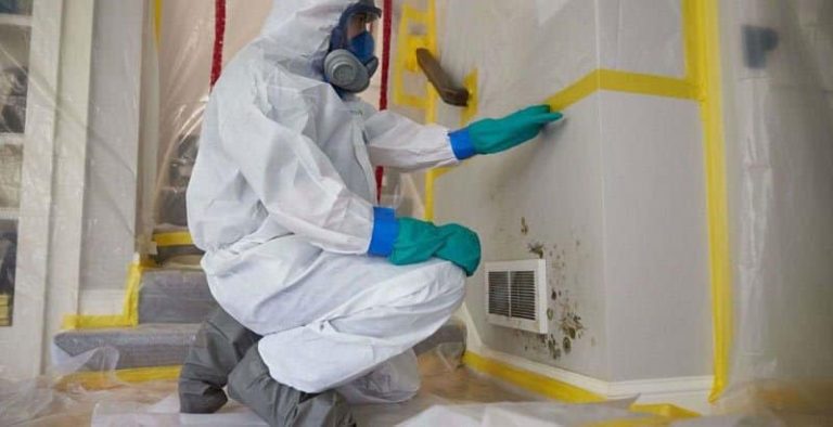Cheap Mold removal services in my town