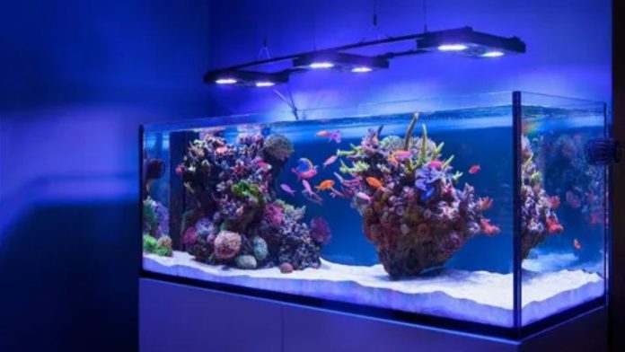saltwater aquarium
