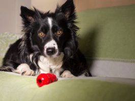 How to play with a Kong Dog toy: