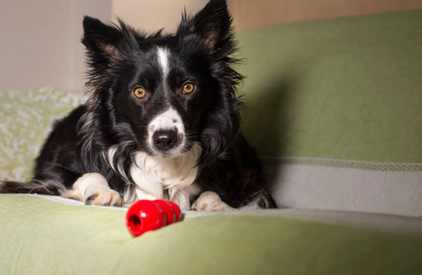 How to play with a Kong Dog toy: