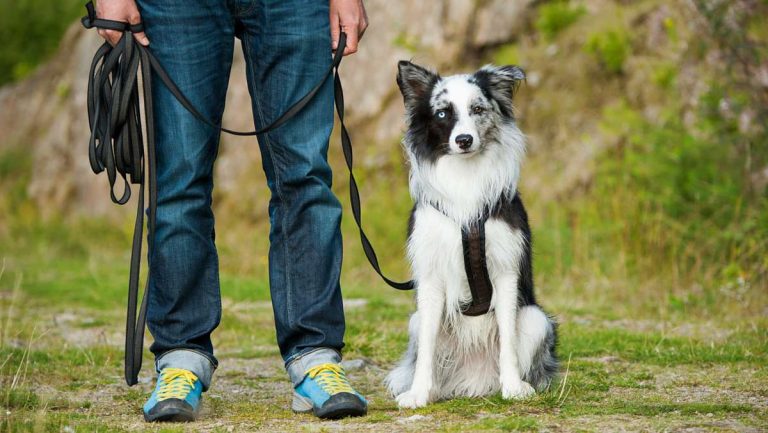 Comparing Front-Clip vs. Back-Clip Dog Harnesses