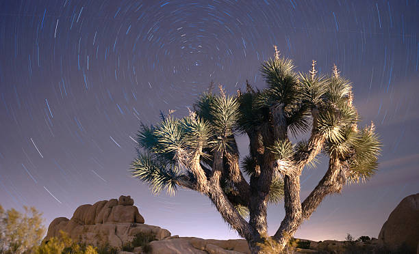 Ultimate Guide to Joshua Tree’s Top Stargazing Spots