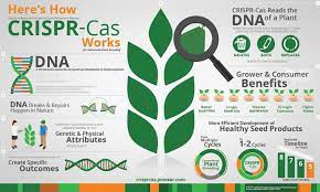 The Potential of CRISPR Technology in Agriculture