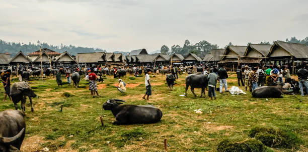 Agriculture and Livestock in Indonesia: Key Sectors Driving the Economy