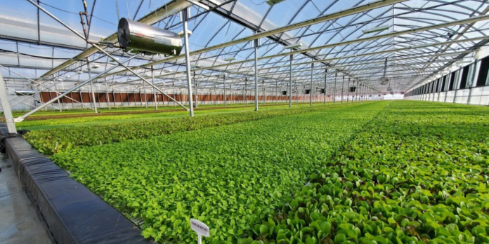 agriculture