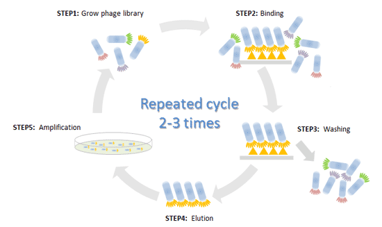 Phage Display Peptide Library Construction: Methods and Applications
