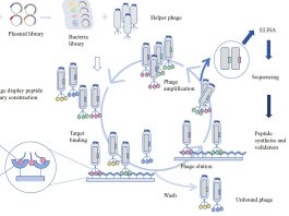 Peptide and Drug Screening