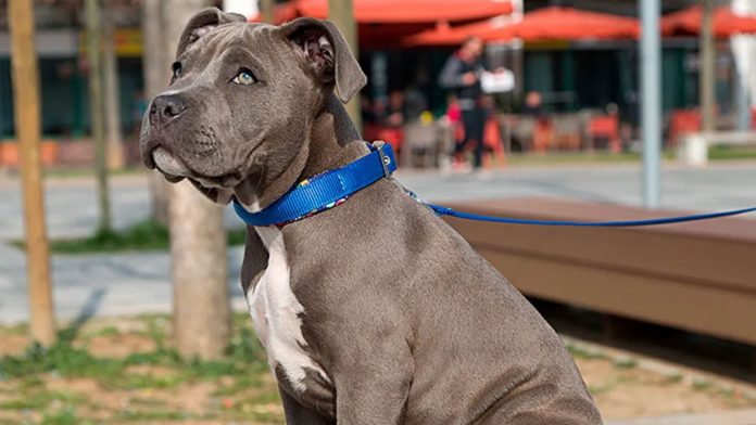 Martingale Dog Collars