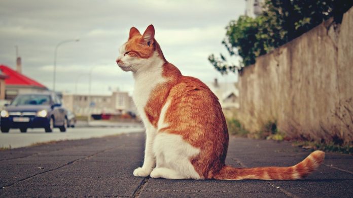 NY Cat Sitting Experts