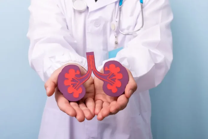 Kidney Toxicity Models