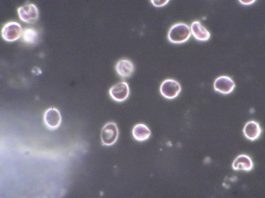 including microbiology