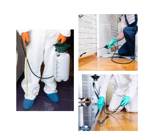 bed bugs exterminator Springfield MO