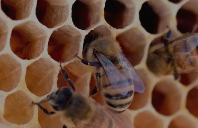 beeswax by the pound