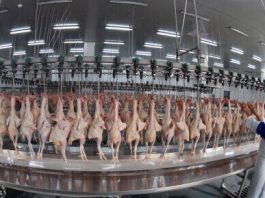 slaughtering equipment